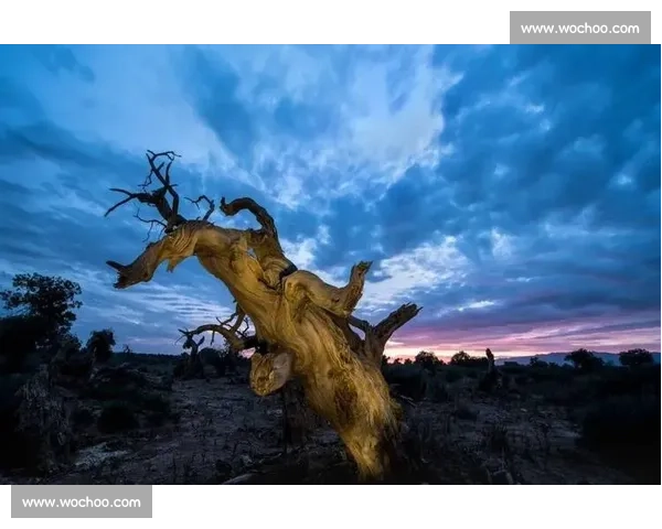 全球摄影比赛平台让你的作品闪耀世界级舞台一站式展示与参赛体验